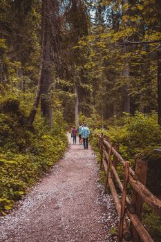 people are walking in a pine forest Alpine