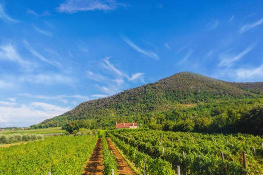 rural landscape of grape field in the Alps