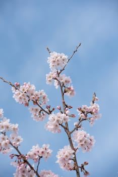 Beautiful cherry blossom sakura and blue sky