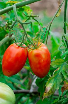 tomatoes with leaves on a branch