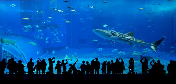 Aquarium in Okinawa
