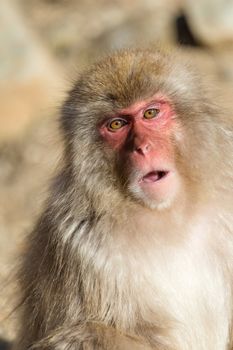 Japanese Monkey