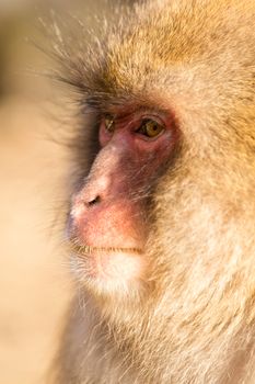 Side profile of monkey