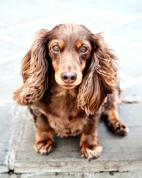 Portrait of a very cute long haired Dachshund