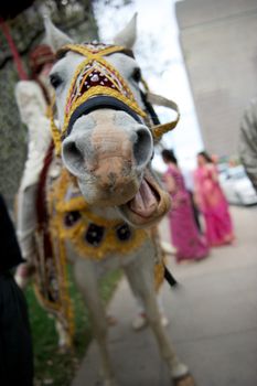 Horse making crazy face at an Indian Baraat at Indian wedding