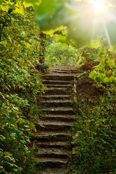 Image of hiking trail in forest with sun flaring through leaves