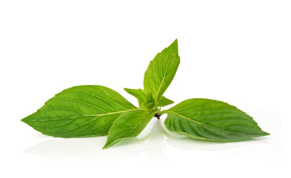 Thai basil leaf on a white background