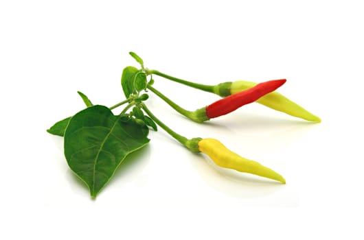 Red and yellow pepper with green leaf on a white background (Thai pepper)