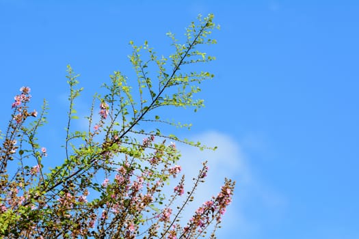 Tree branch and blue sky