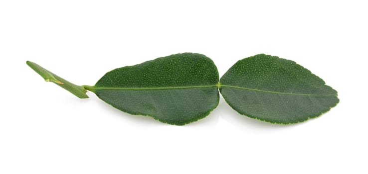 kaffir lime leaves on a white background