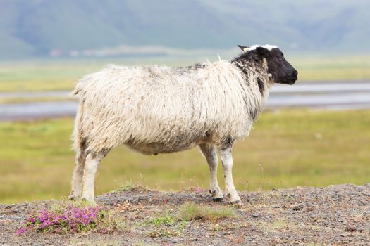 Single Icelandic sheep in the typical Icelandic scenery