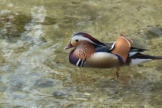 Closeup Mandarin duck (Aix galericulata) swimming in a pond.