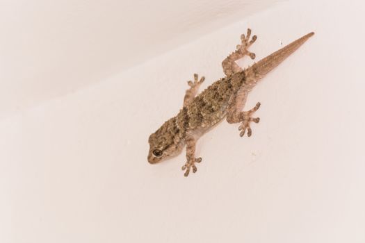 Gekko, small iguana on a white house wall