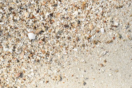 Seashell fragments on sand