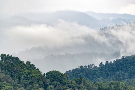 Layers of high mountain, foggy on rain forest.