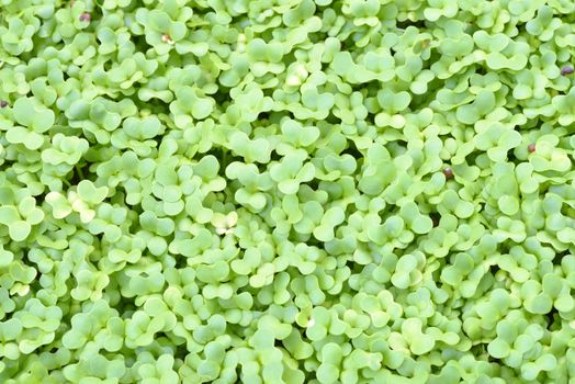 Young green seedlings growing in breeding tray. Top view