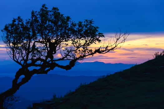 Sunset with silhouette tree on high mountain