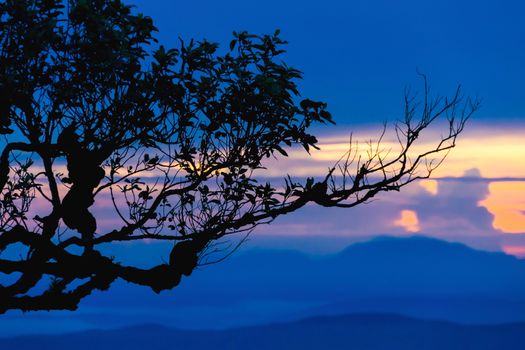 Sunset with silhouette tree on high mountain