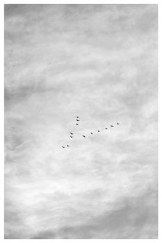 Lucky no. birds flying in sky, black & white. selective focus.