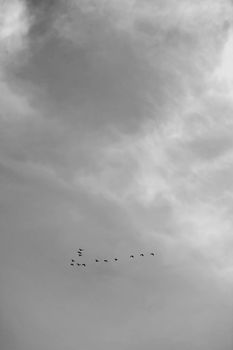 Lucky no. birds flying in sky, black & white. selective focus.