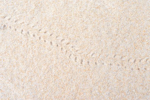 Hermit crab footprints on the sand