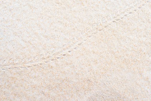 Hermit crab footprints on the sand