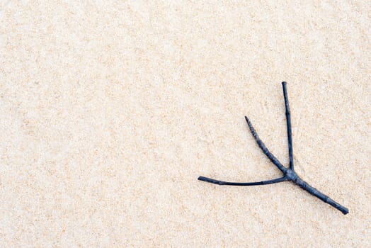 Twig on sand