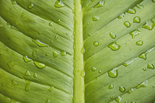 Close up water drop green leaf texture/background.