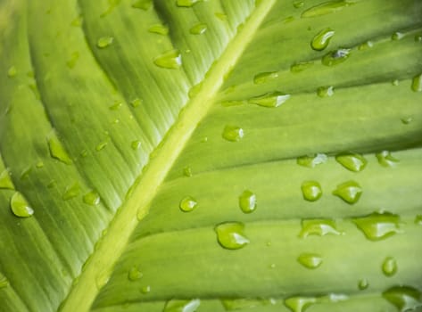 Close up water drop green leaf texture/background.