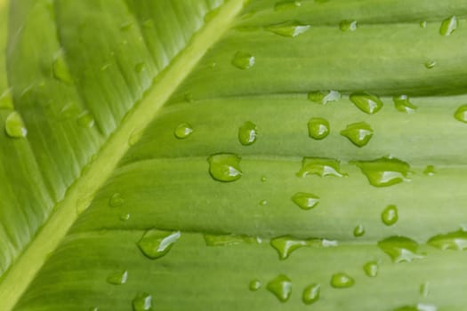 Close up water drop green leaf texture/background.