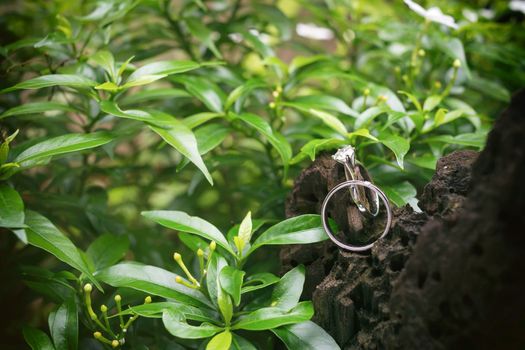 Wedding rings on dead timber surrounding with green leaf, selective focus.