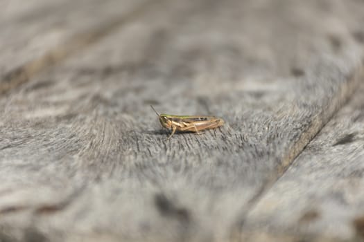 close up grasshopper (Chorthippus albomarginatus) on wood.