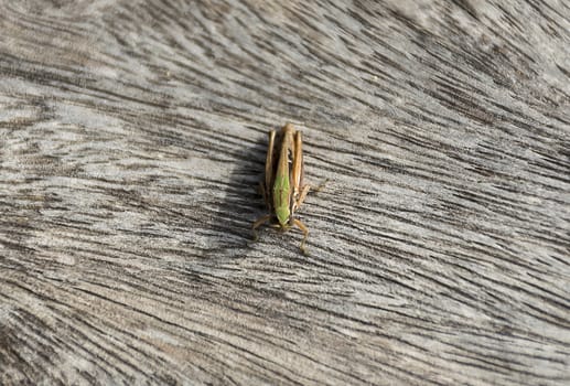 close up grasshopper (Chorthippus albomarginatus) on wood.