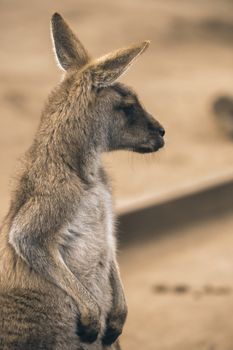 Australian kangaroo outdoors during the daytime