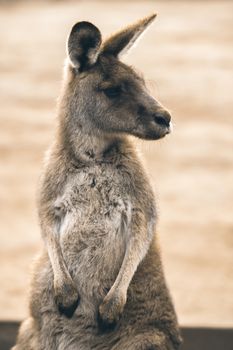 Australian kangaroo outdoors during the daytime