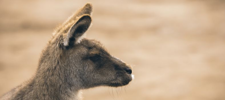 Australian kangaroo outdoors during the daytime.