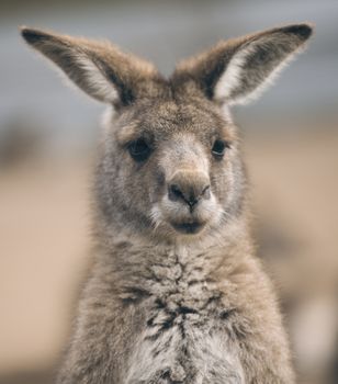 Australian kangaroo outdoors during the daytime.