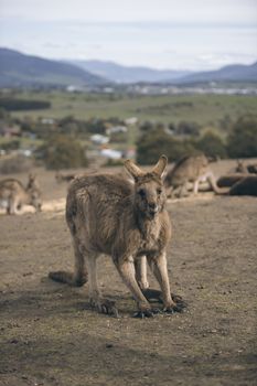 Australian kangaroo outdoors during the daytime.