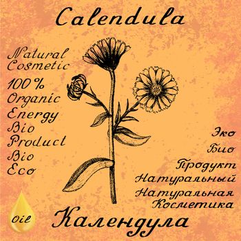 Calendula hand drawn sketch botanical illustration. Vector illustation. Medical herbs. Lettering in English and Russian languages. Grunge background. Oil drop