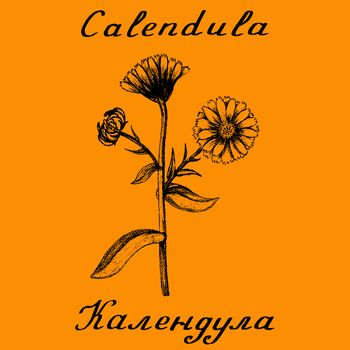 Calendula hand drawn botanical illustration. Vector illustation. Medical herbs. Lettering in English and Russian languages