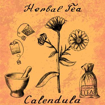 Calendula hand drawn sketch botanical illustration. Utensils for tea. Vector illustation. Medical herbs. Lettering in English and Russian languages. Grunge background