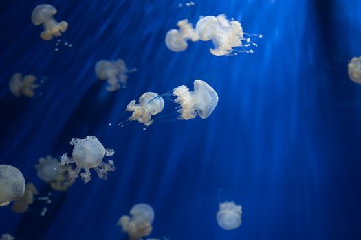 medusa jellyfish underwater diving photo egypt red sea