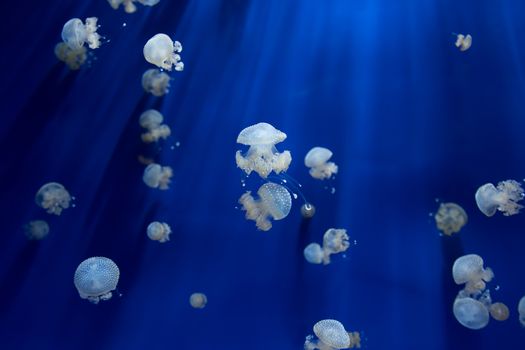 medusa jellyfish underwater diving photo egypt red sea