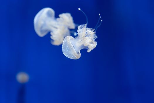 medusa jellyfish underwater diving photo egypt red sea