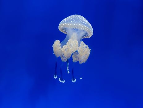 medusa jellyfish underwater diving photo egypt red sea