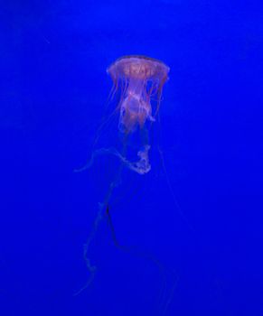 medusa jellyfish underwater diving photo egypt red sea