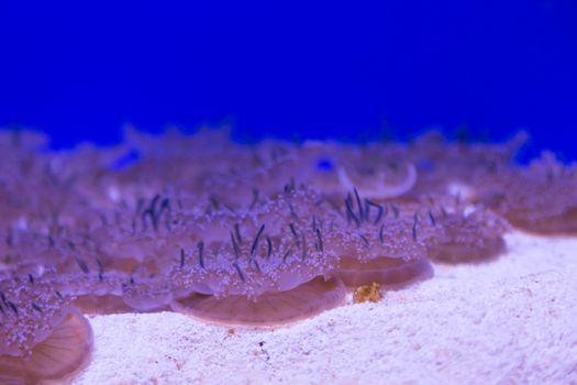 medusa jellyfish underwater diving photo egypt red sea