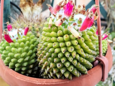 close up of cactus flowers