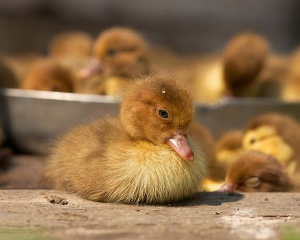 musk duck ducklings closeup on a poultry yard