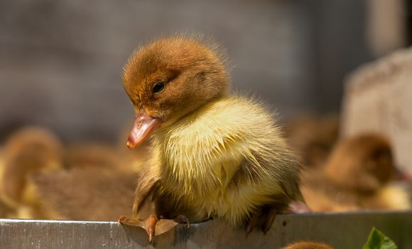 musk duck ducklings closeup on a poultry yard